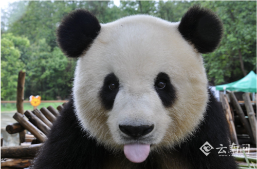 cute panda selfie